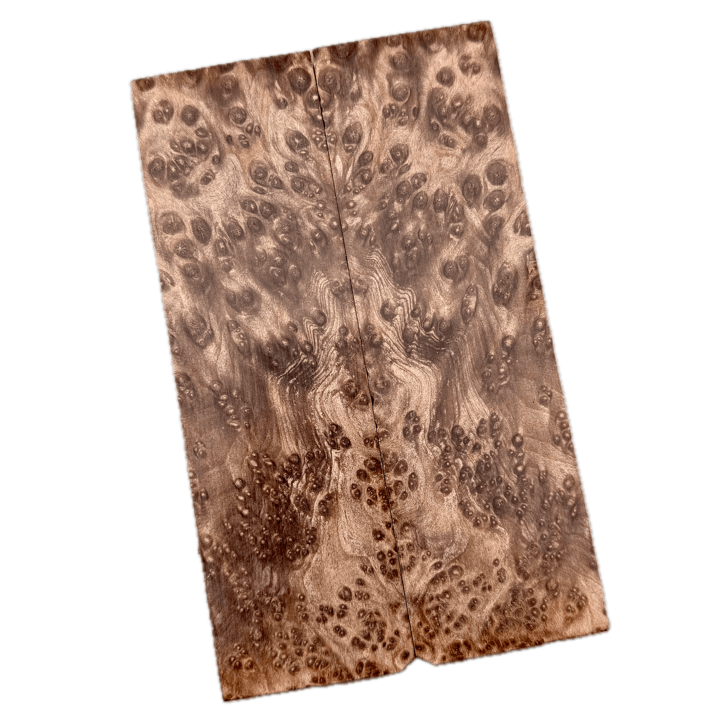 Redwood Burl Scales (K&G Stabilized) - REB54