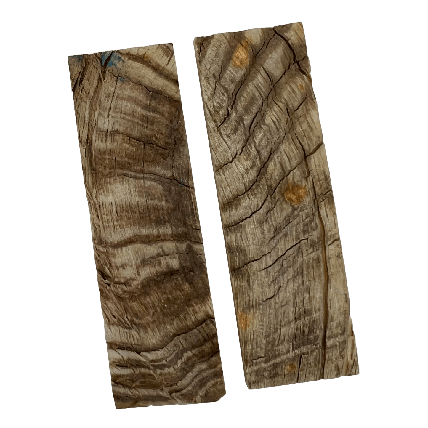 Ram's Horn Scales