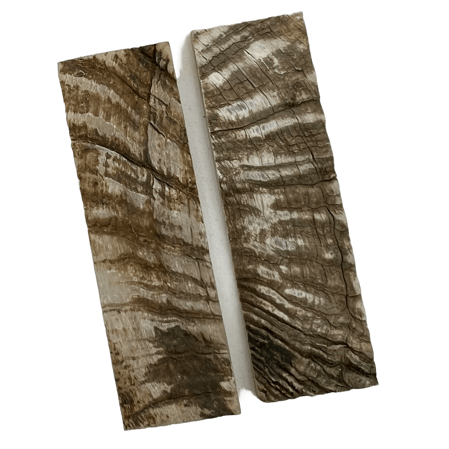 Ram's Horn Scales
